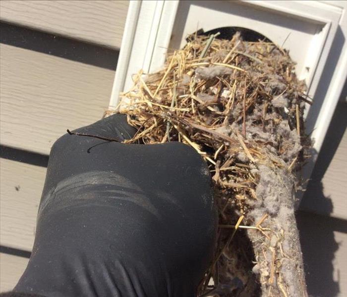 Exterior dryer vent cover stuffed with a bird's nest