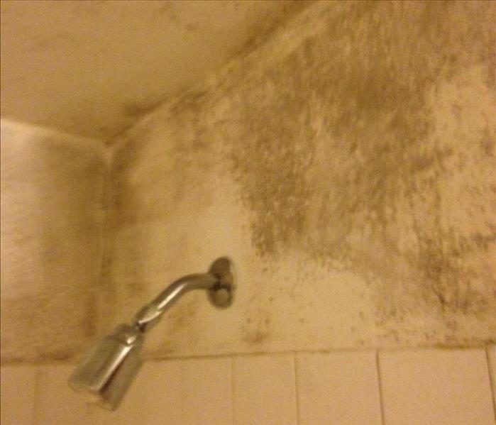 mold stains on drywall shower stall by showerhead
