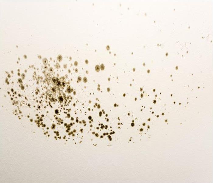 blackmold spores on a white wall